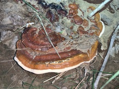 Ganoderma