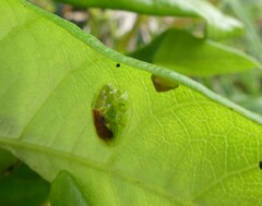Austropsecadia chlorina