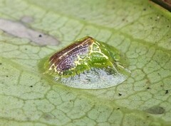 Austropsecadia chlorina