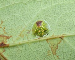 Austropsecadia chlorina