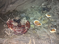 Ganoderma