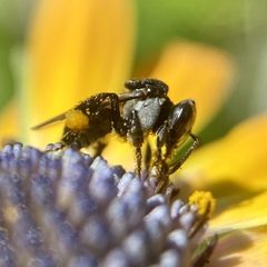 Tetragonula carbonaria