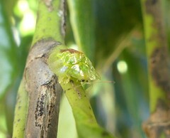 Austropsecadia chlorina
