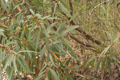 Eucalyptus curtisii
