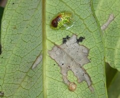 Austropsecadia chlorina