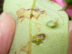 Austropsecadia chlorina