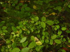 Rosa gymnocarpa