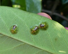 Austropsecadia chlorina