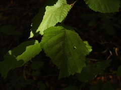 Corylus cornuta