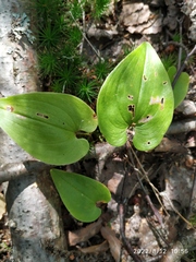 Maianthemum bifolium