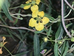 Cottsia gracilis