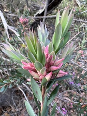 Styphelia triflora