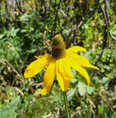 Rudbeckia