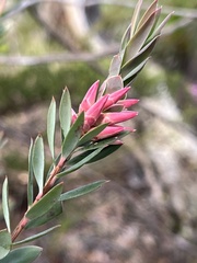 Styphelia triflora