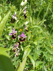 Ophrys fuciflora