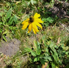 Rudbeckia