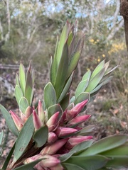 Styphelia triflora