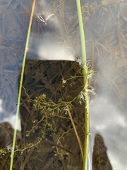 Utricularia minor
