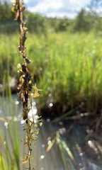 Utricularia minor