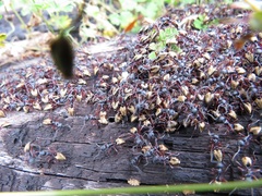 Dolichoderus doriae
