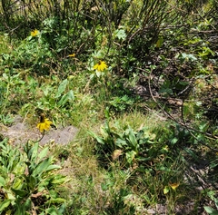 Rudbeckia