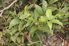 Notelaea ovata