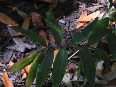 Maianthemum stellatum