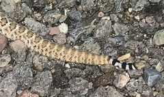Crotalus atrox