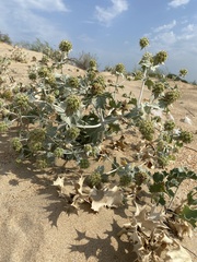 Eryngium maritimum