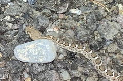 Crotalus atrox