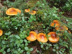Cortinarius mucosus