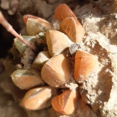 Haworthia turgida