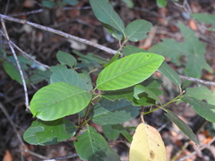 Frangula californica
