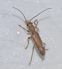 Oedemeridae