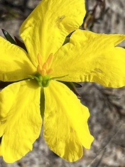 Hibbertia cistiflora