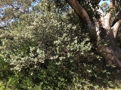 Spyridium globulosum