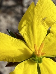 Hibbertia cistiflora