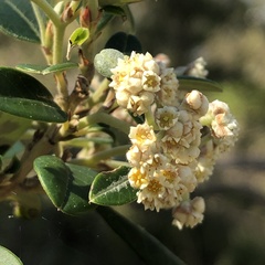 Spyridium globulosum