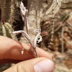 Haworthia turgida
