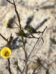 Hibbertia cistiflora