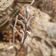 Haworthia turgida