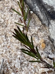 Hibbertia cistiflora