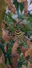 Argiope bruennichi