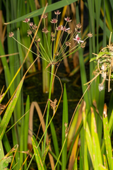 Butomus umbellatus