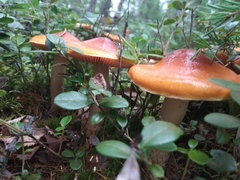 Cortinarius mucosus