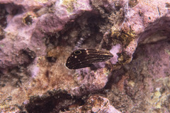 Halichoeres marginatus