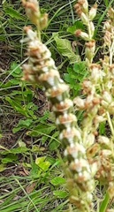 Digitalis lanata