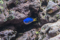 Pomacentrus coelestis