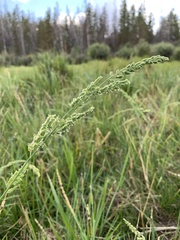 Beckmannia syzigachne