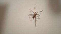 Araneae